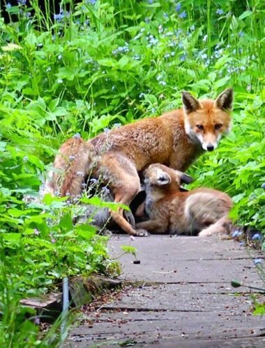 Feeding Foxes