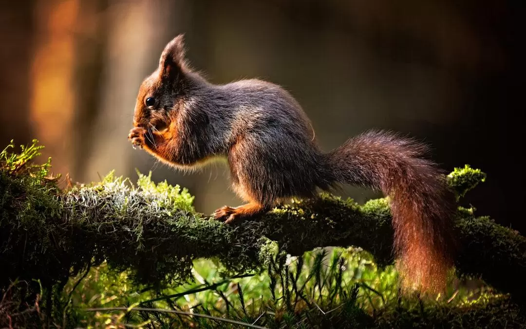 Squirell On The Trail