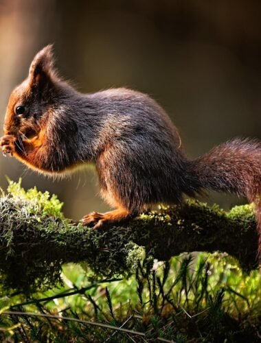 Squirell On The Trail