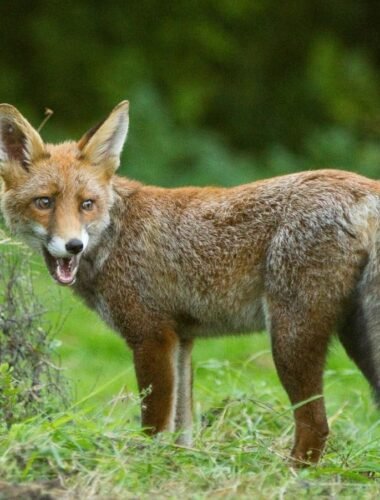 The Foxes Picnic In A Secret Garden