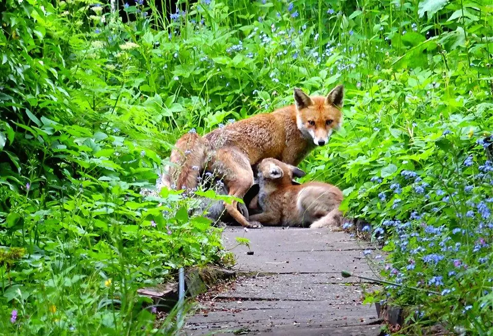 Feeding Foxes