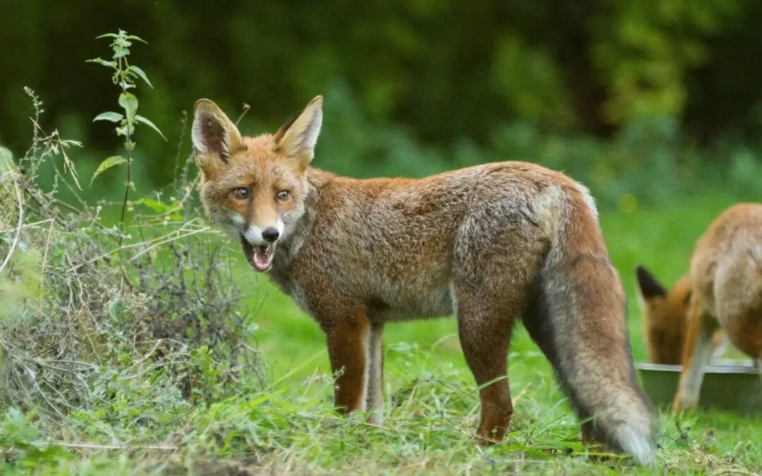 The Foxes Picnic In A Secret Garden